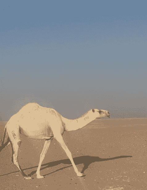 بكره وضحاء