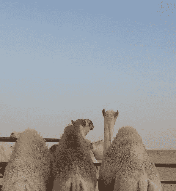 قعدان للبيع 