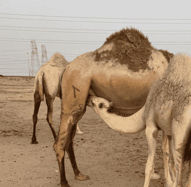 للبيع قعود