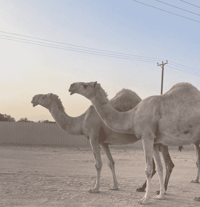 إبل بحالة جيدة