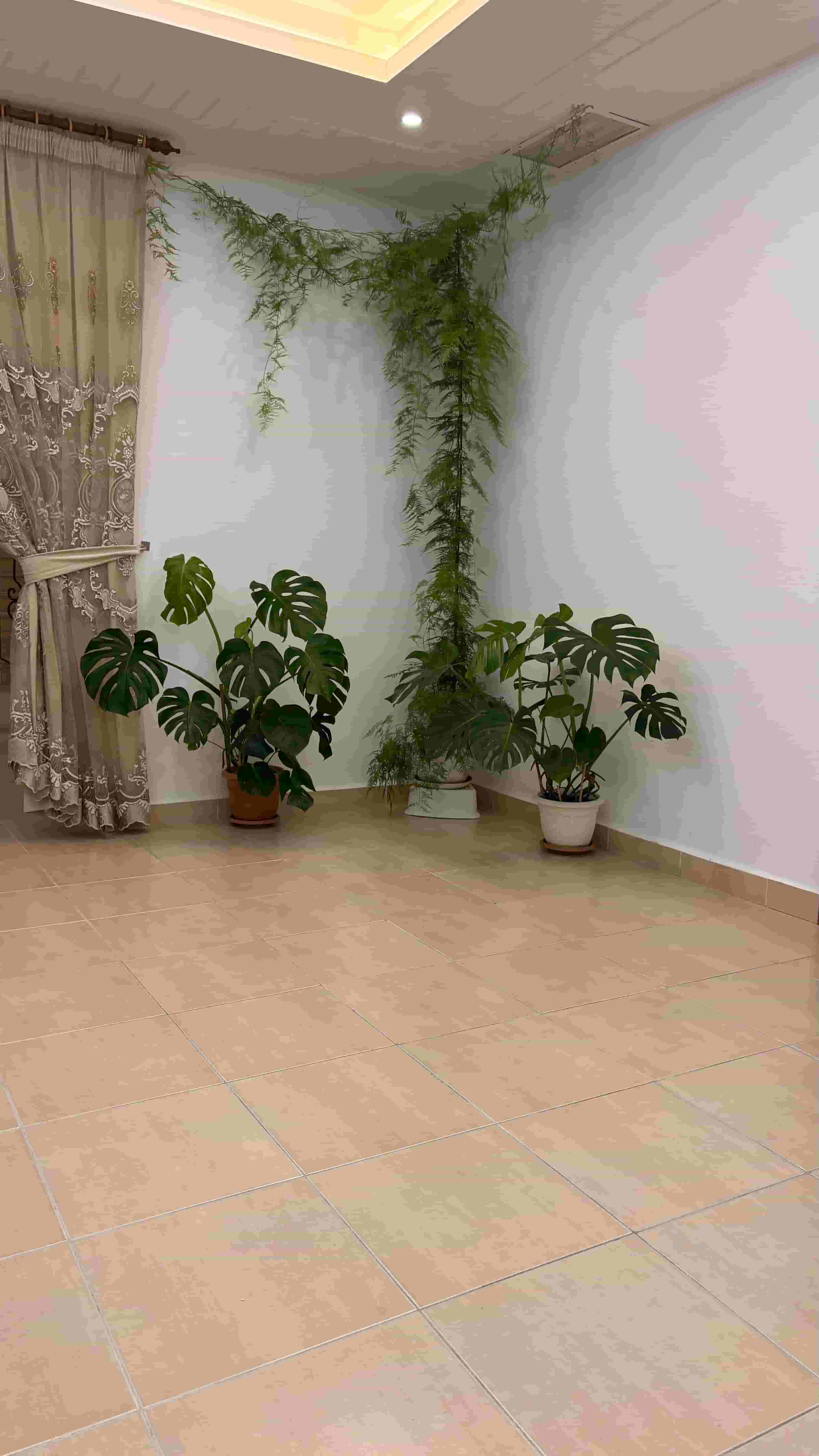indoor plant