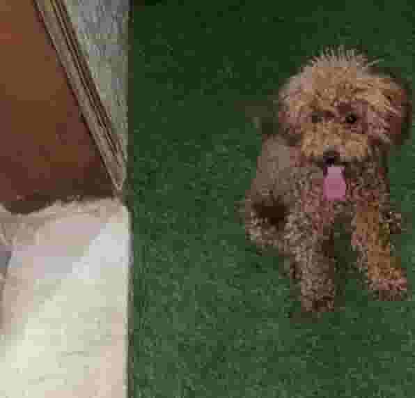 Toy Poodle