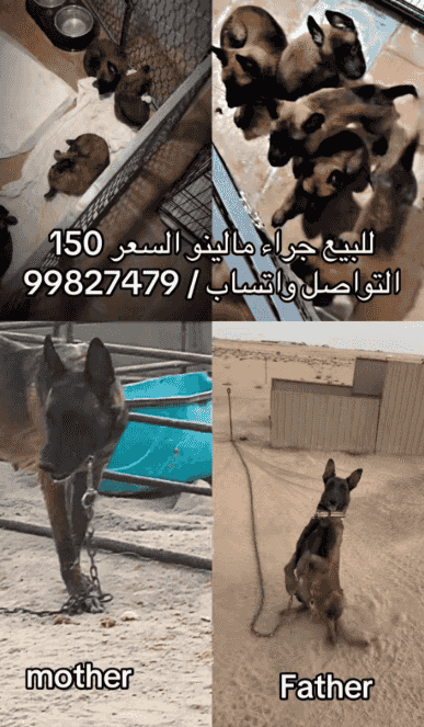 للبيع مالينو
