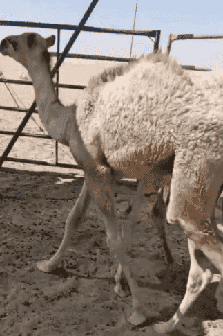 قعود عمر خمس شهور سمين