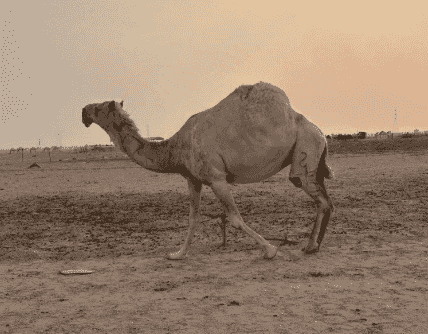 للبيع  ثمان نياق