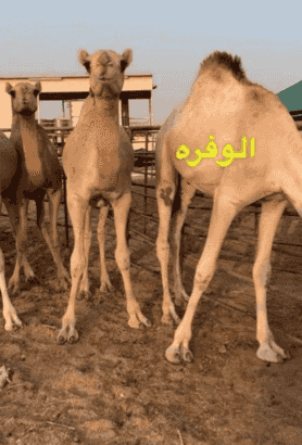 للبيع قعدان
