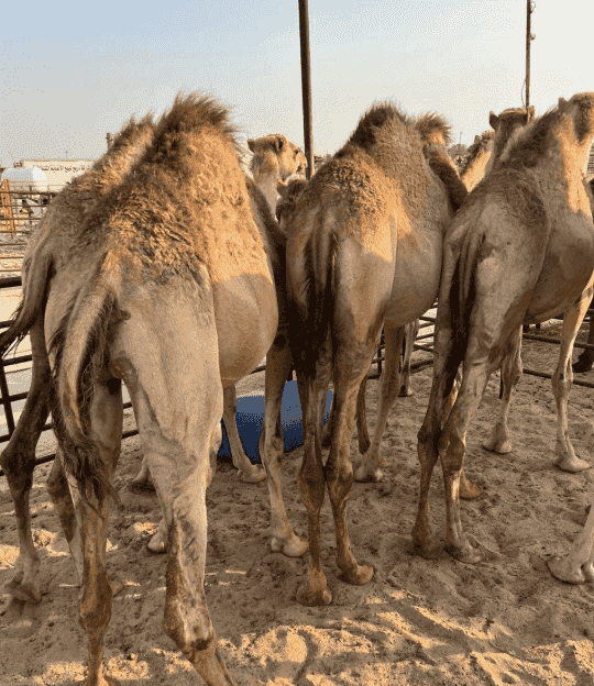 للبيع قعدان سمان