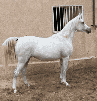 فرس مصرية من الدماء النادرة