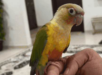 للبيع كنيور ربوه