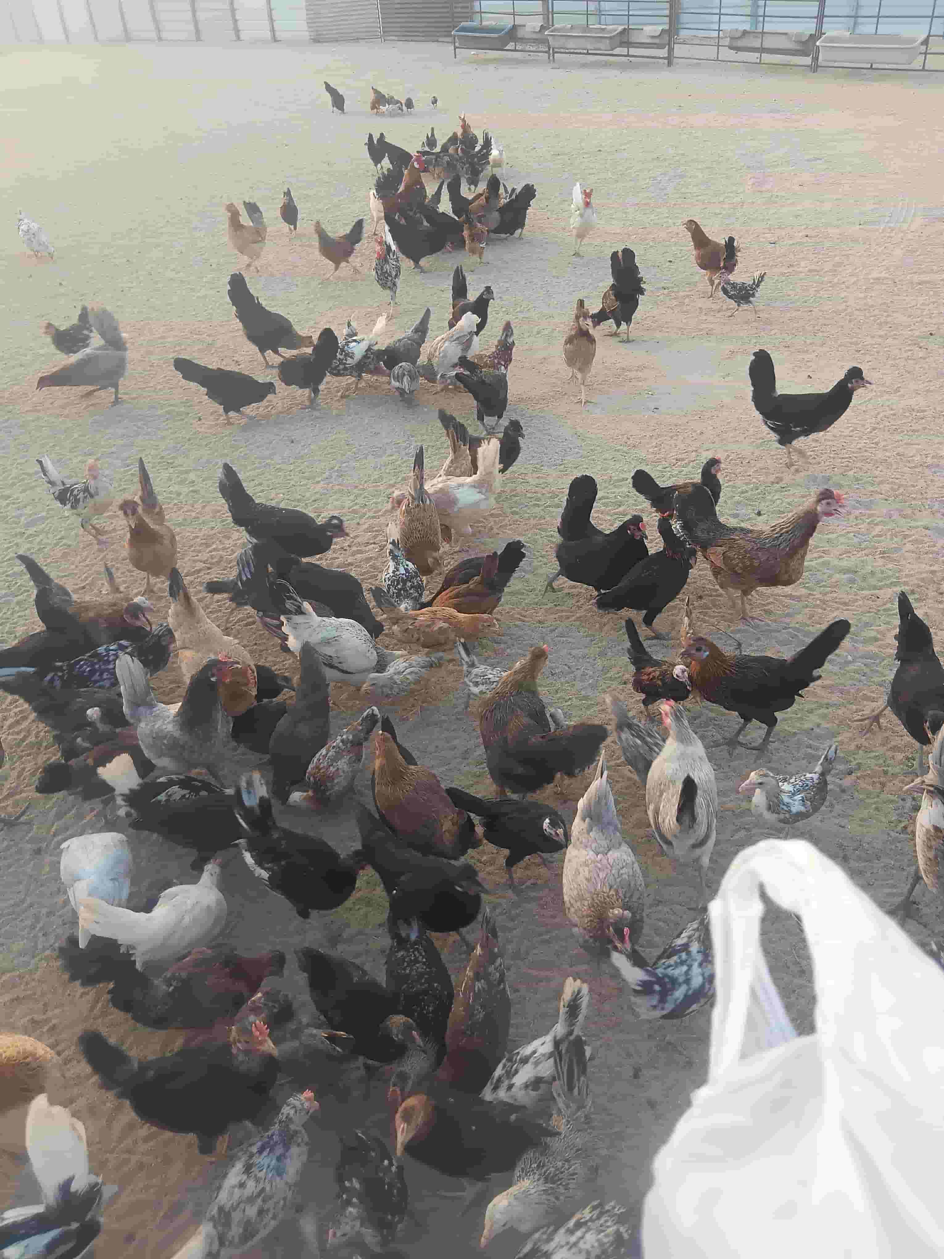 دجاج عربي قديم
