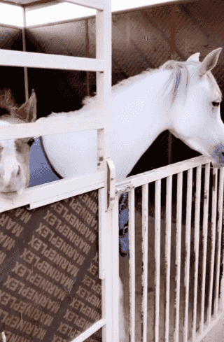 مربط لاستقبال الخيل
