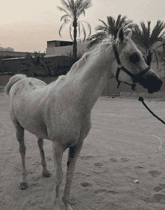 حصان مصري للبيع