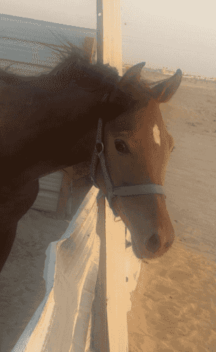 للبيع خيل فلو بلدي