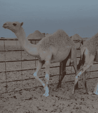 للبيع حواشي قعدان