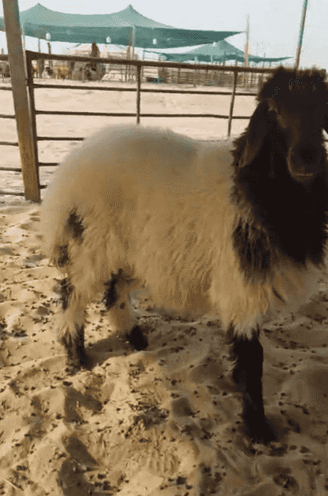 cattle for sale 