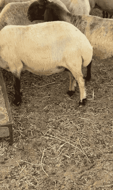 Sheb sheep for sale