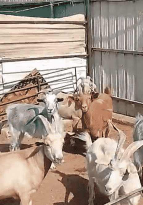 cattle for sale 