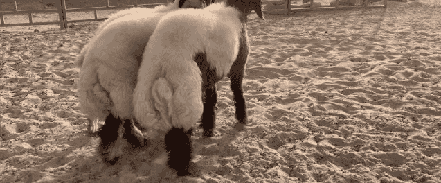 cattle for sale 