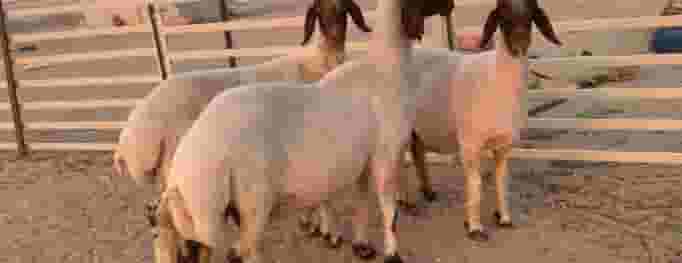 cattle for sale 