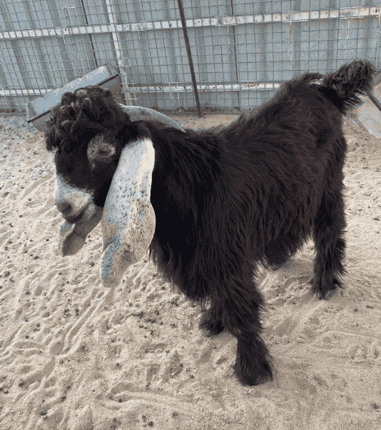 Tess for sale 