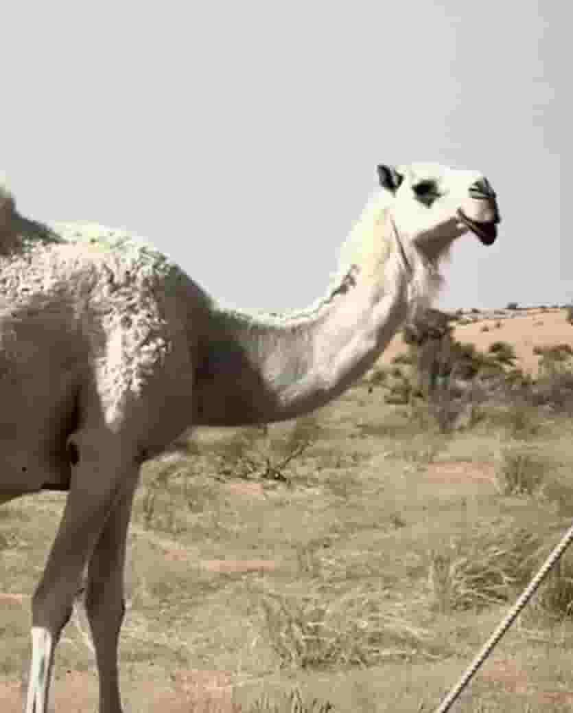 نشري جميع انواع الابل