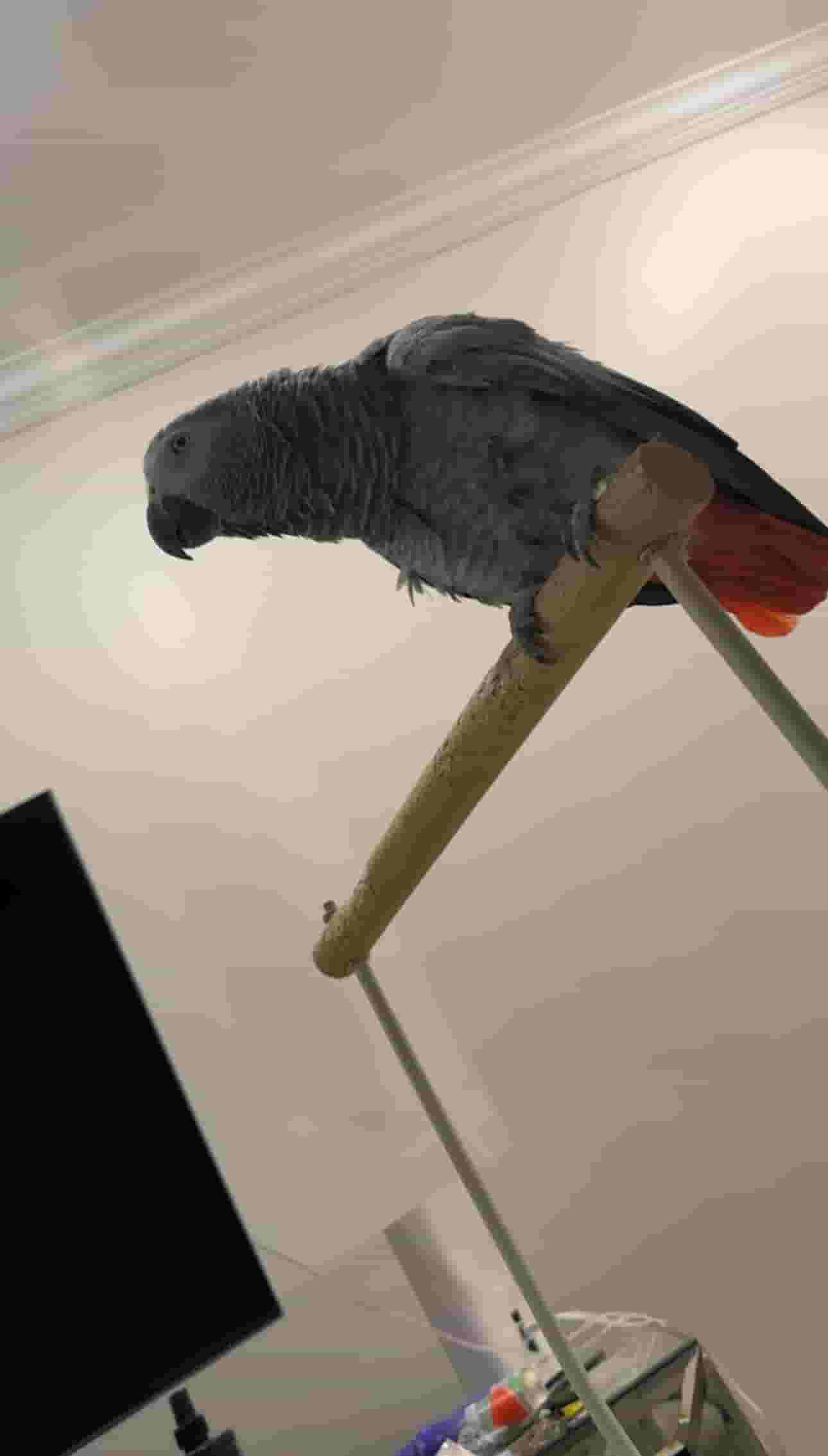 Casco parrot for sale 