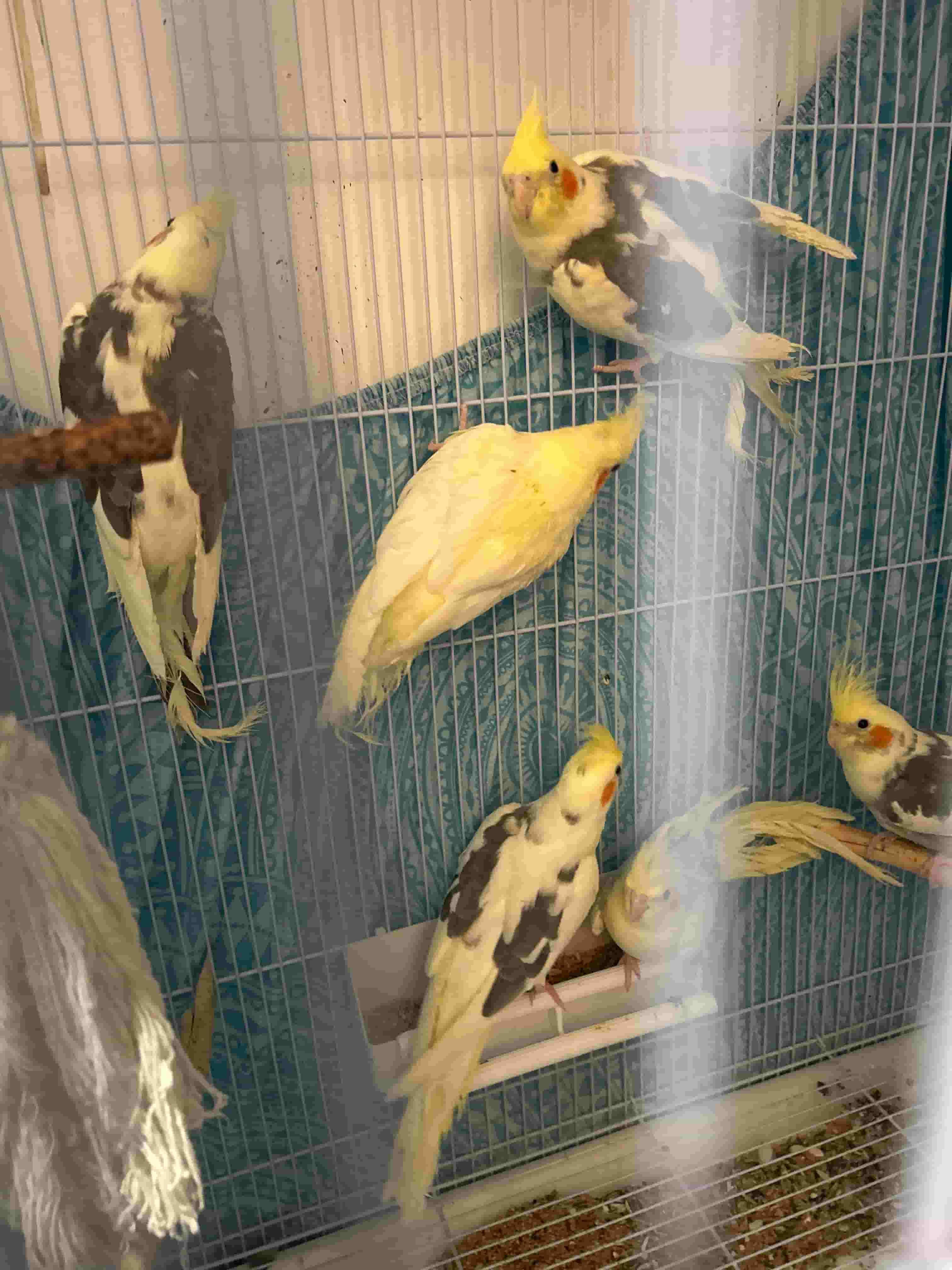 Cockatiel mix for sale