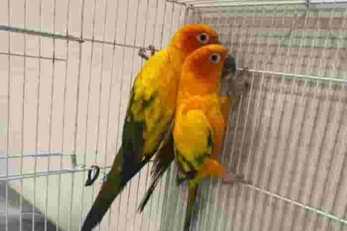 Two Sun Senior