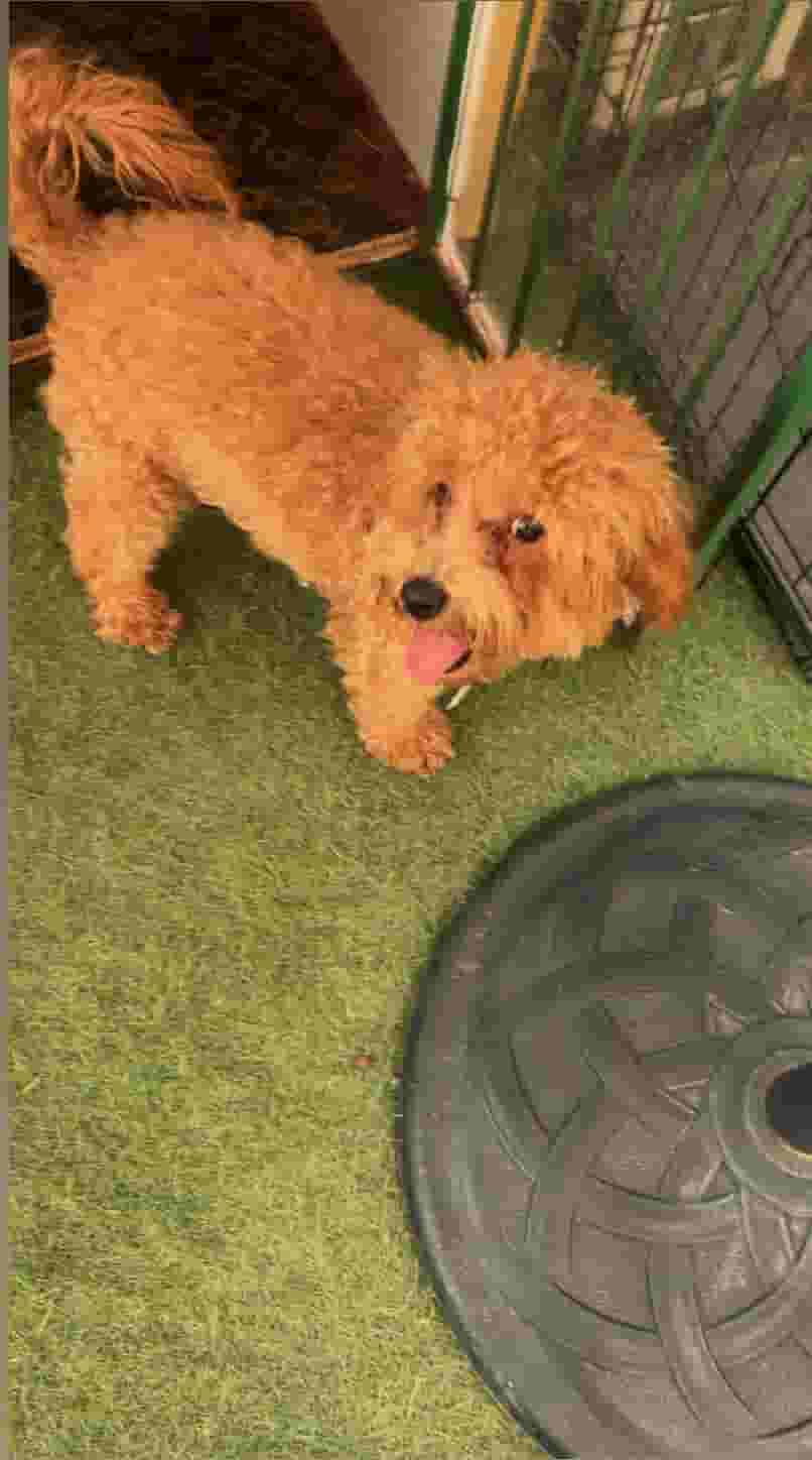 Poodle dog for sale