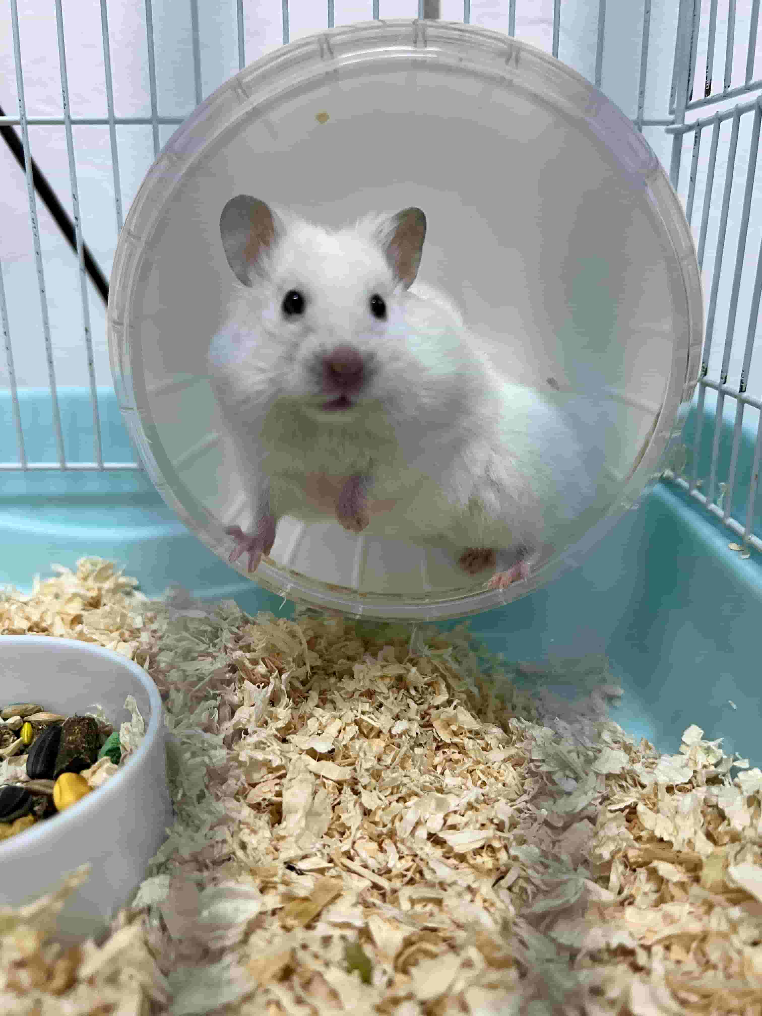 Hamsters for sale