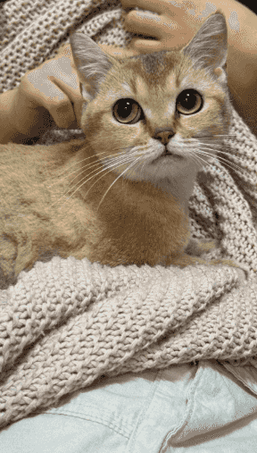 cats for sale 