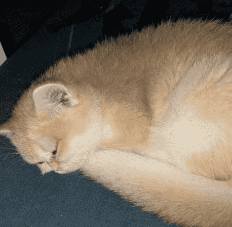  British cat