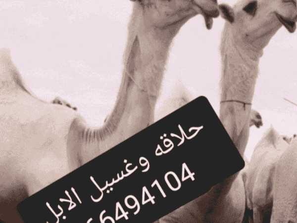 camels shaving and washing