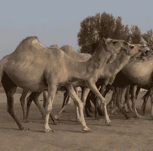 Two sets of camels
