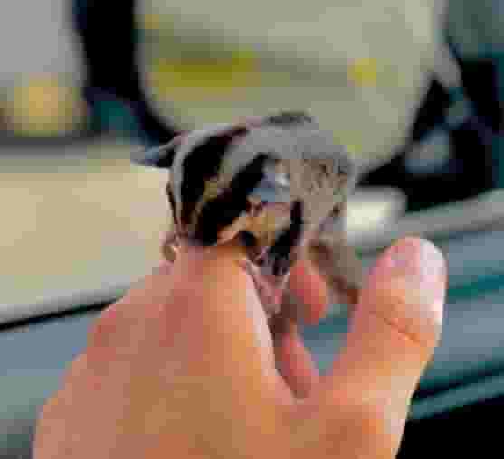 Sugar Glider Elif