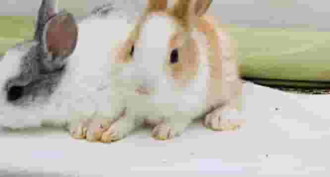 French rabbits for sale 