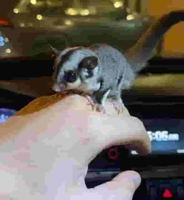 Sugar Glider Elif