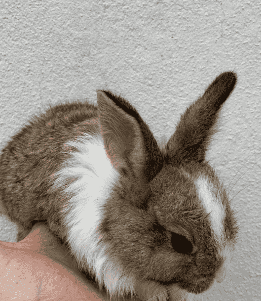 small French rabbits