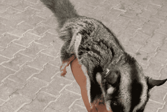 Sugar Glider for sale 