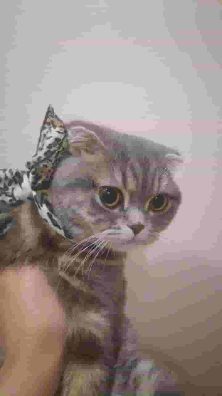 Scotch female cat for adoption