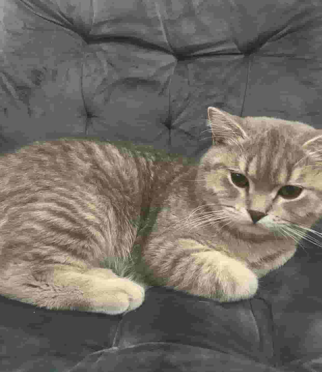 To adopt a British Pure male cat