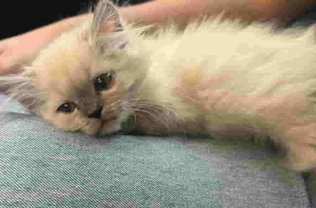 Himalayan Mex Shirazi cat