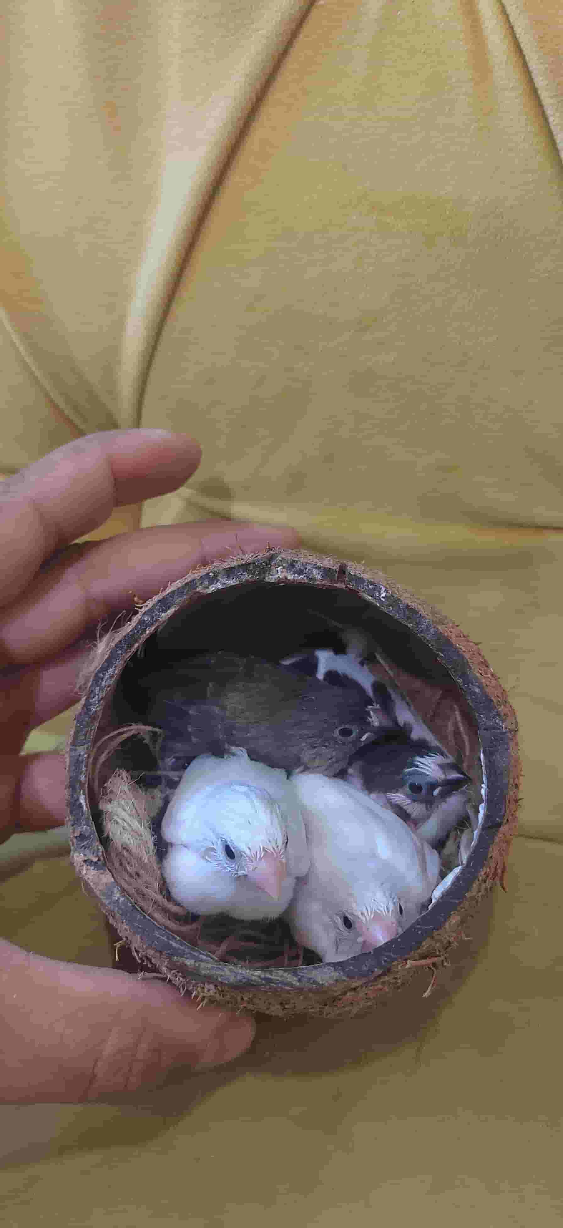 4 Bengali finch birds