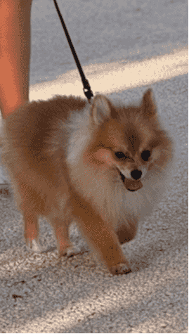 Promenian dog