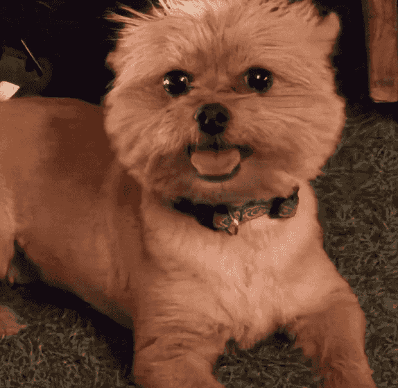 dog for sale 