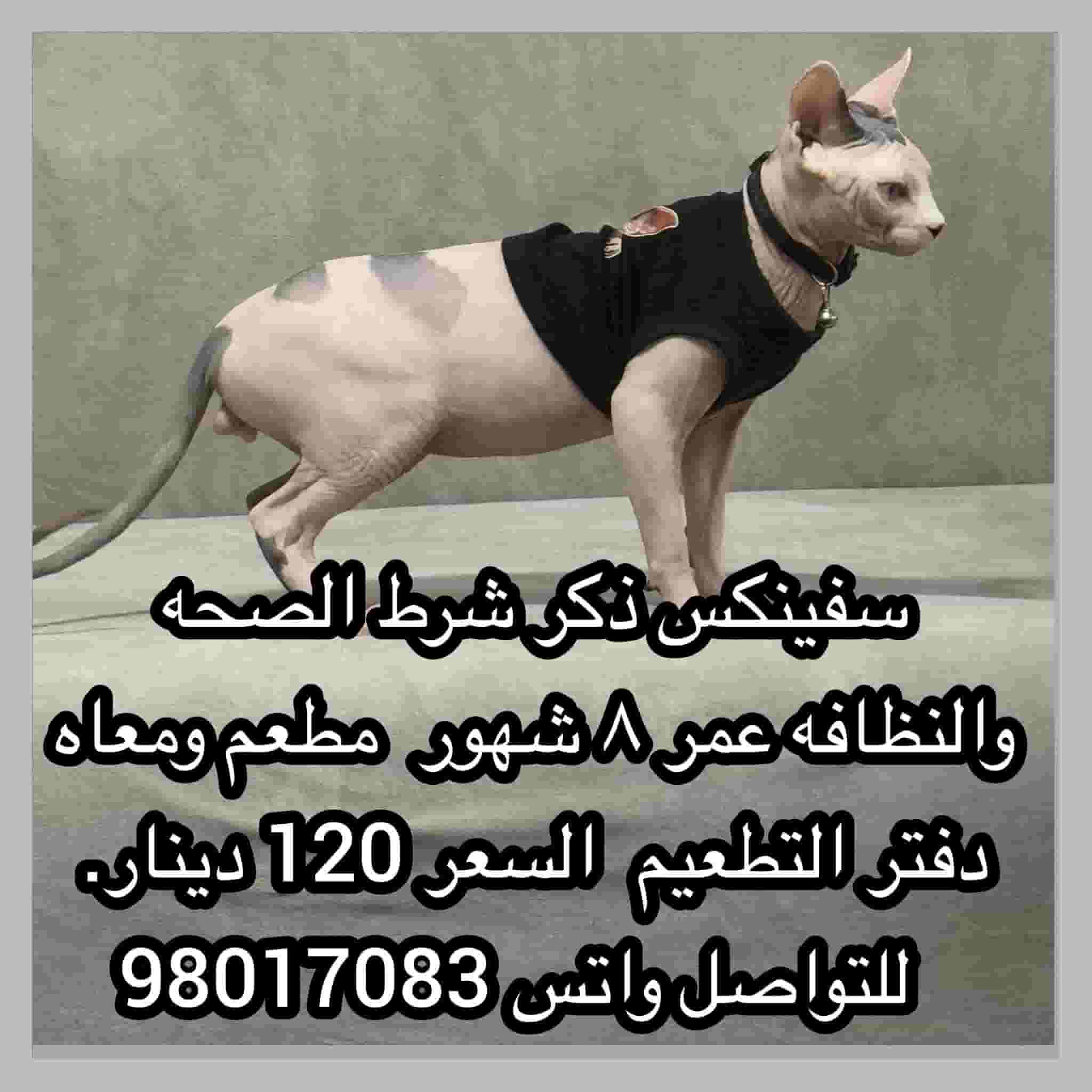 cat for sale 