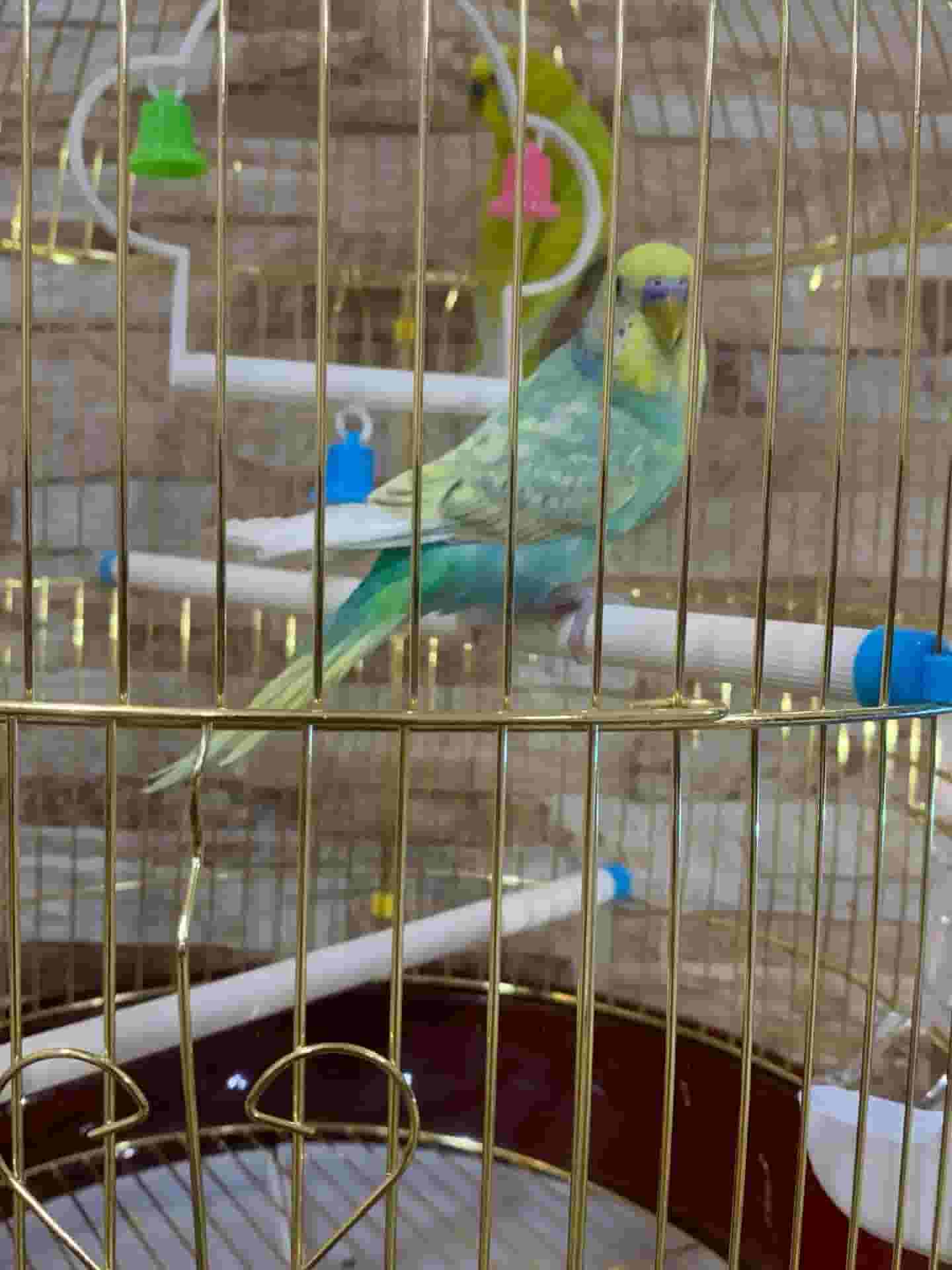Buggy birds