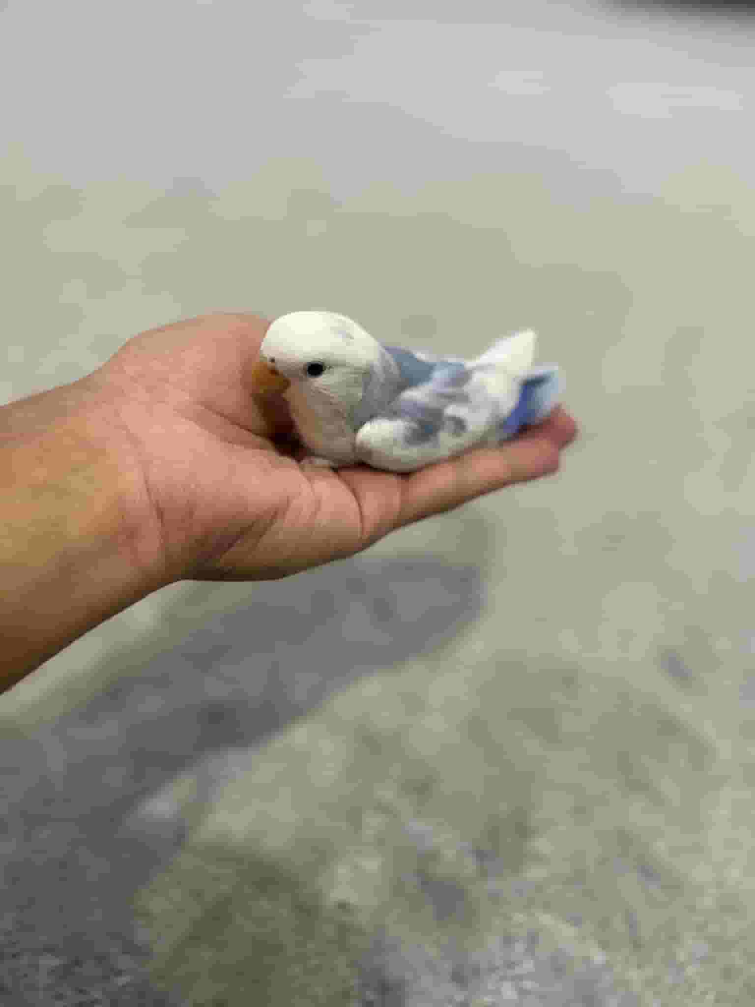 Love bird for sale