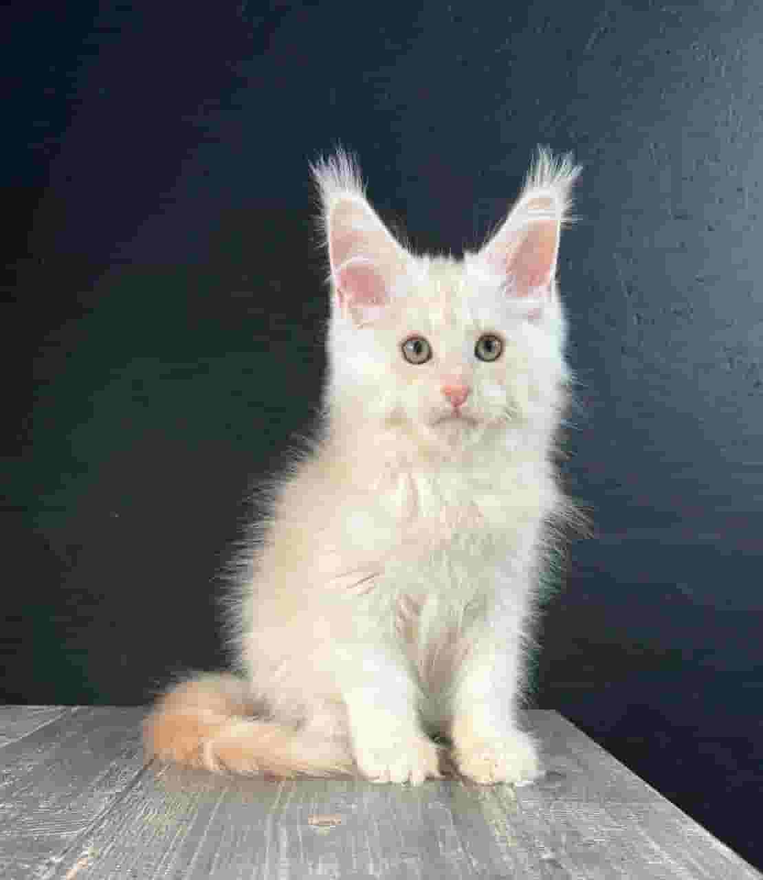 Maine coon free for adoption
