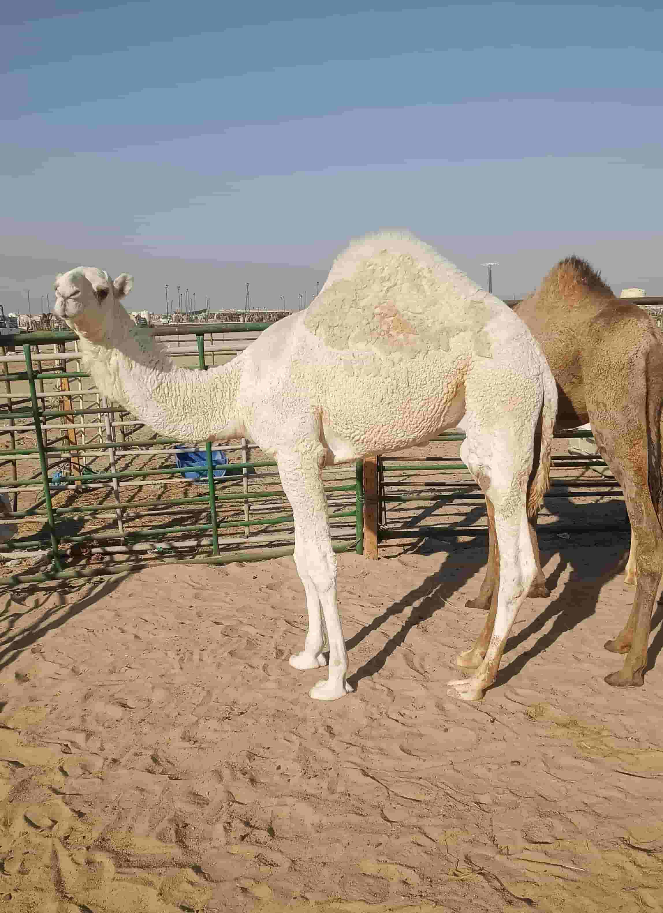 للبيع قعدان محليه 